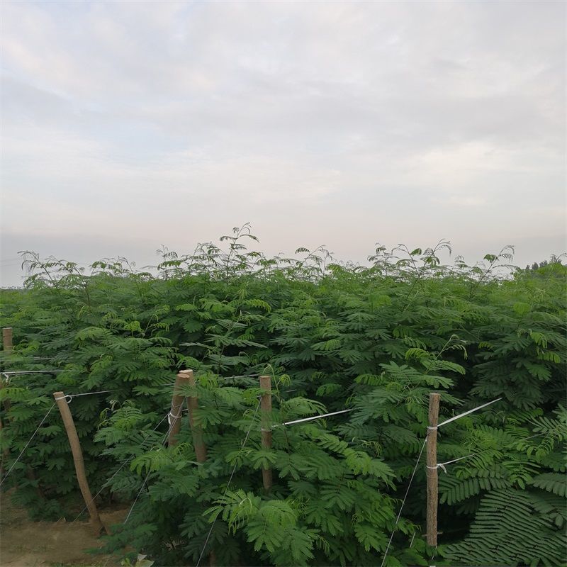 合欢树苗绿化合欢苗绒花树苗芙蓉花树苗庭院别墅风景树绿化行