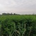 合欢树苗绿化合欢苗绒花树苗芙蓉花树苗庭院别墅风景树绿化行