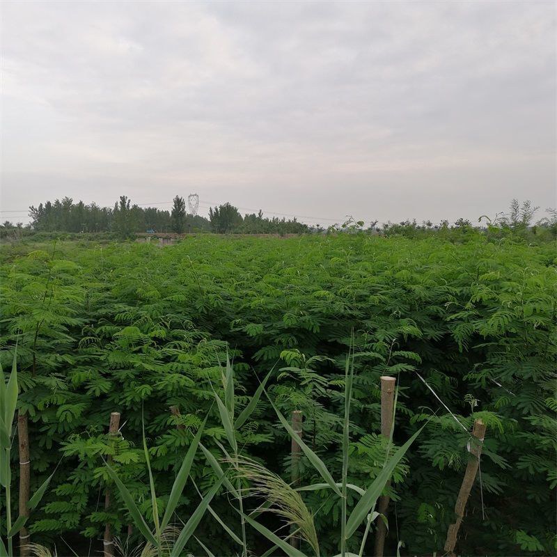 合欢树苗绿化合欢苗绒花树苗芙蓉花树苗庭院别墅风景树绿化行