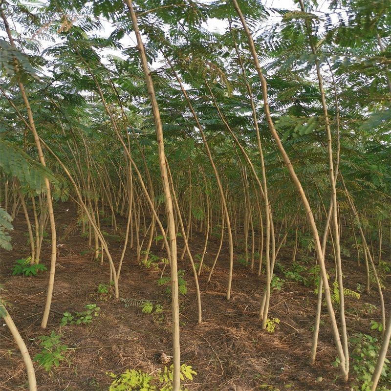合欢树苗绿化合欢苗绒花树苗芙蓉花树苗庭院别墅风景树绿化行