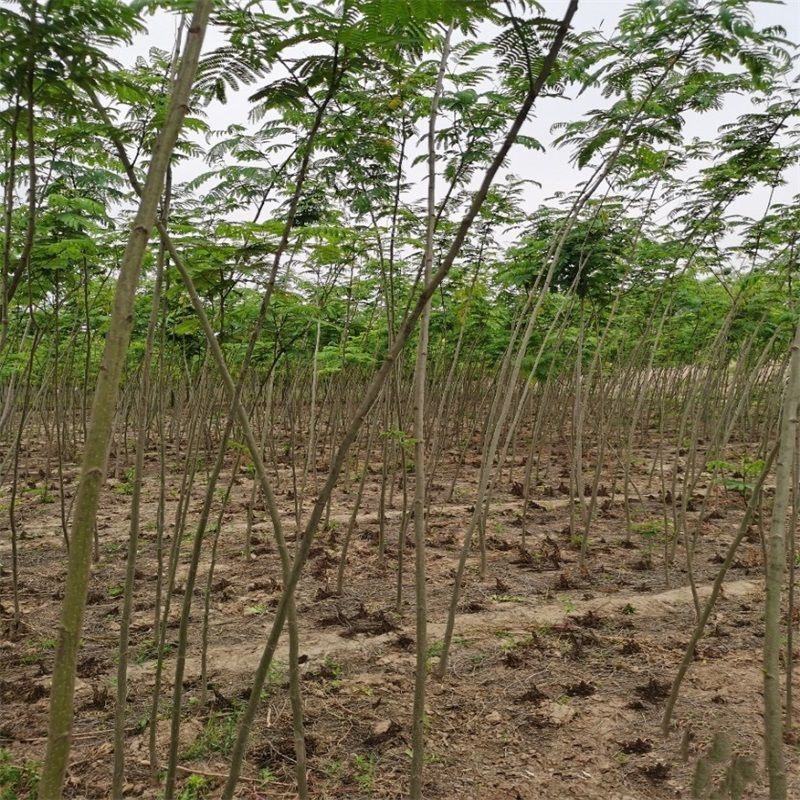 合欢树苗绿化合欢苗绒花树苗芙蓉花树苗庭院别墅风景树绿化行