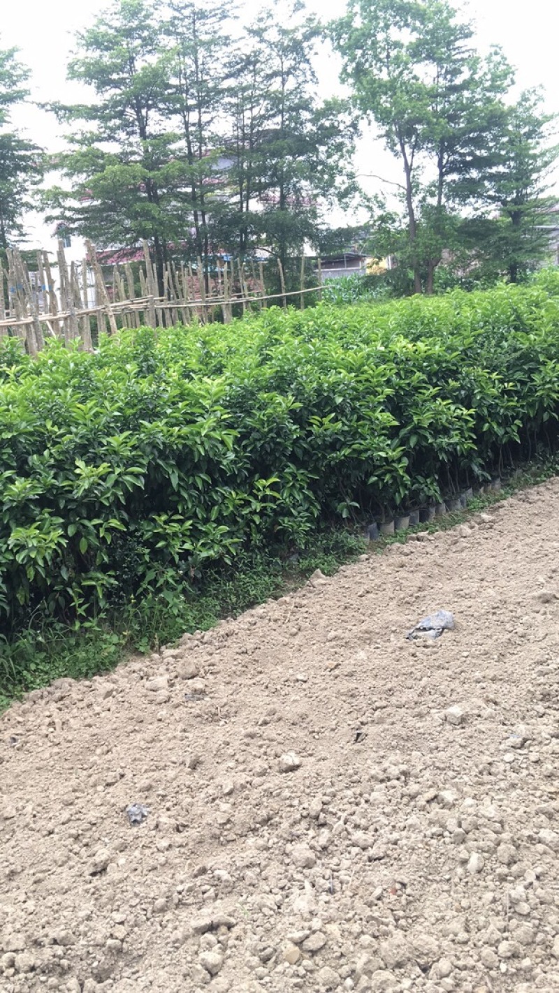 正宗四会沙糖桔苗批发