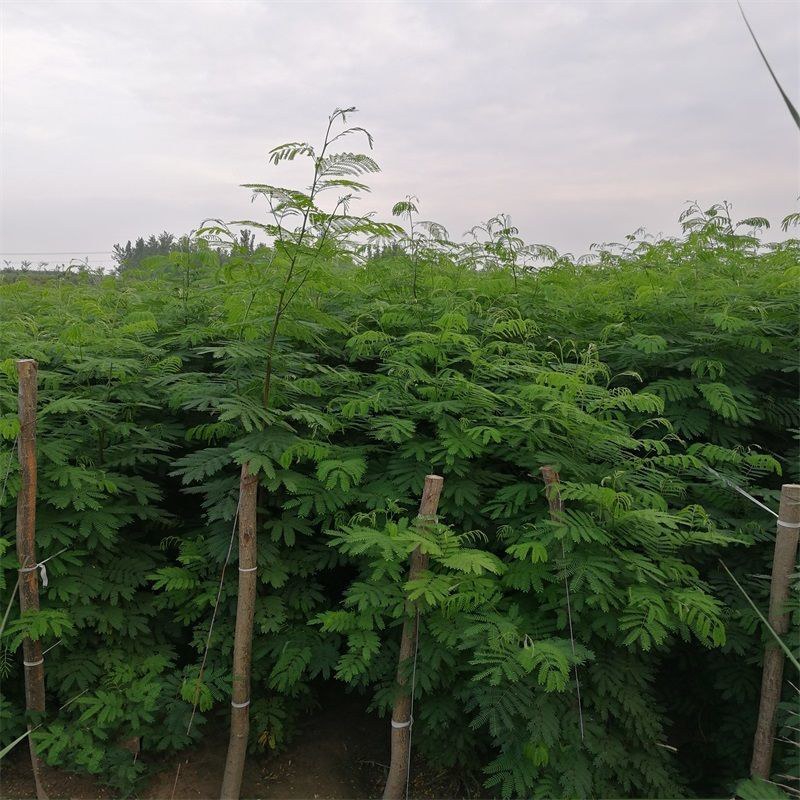 合欢树苗绿化合欢苗绒花树苗芙蓉花树苗庭院别墅风景树绿化行