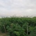 合欢树苗绿化合欢苗绒花树苗芙蓉花树苗庭院别墅风景树绿化行