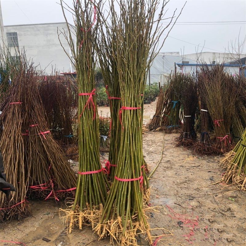 合欢树苗绿化合欢苗绒花树苗芙蓉花树苗庭院别墅风景树绿化行
