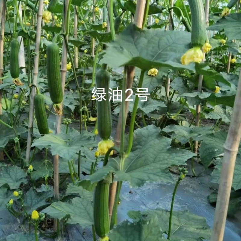绿领绿油2号丝瓜种子短棒油亮丝瓜杂交种子中早熟不黑汤