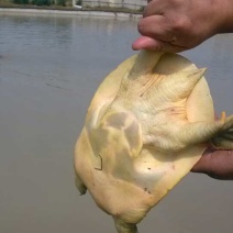 甲鱼