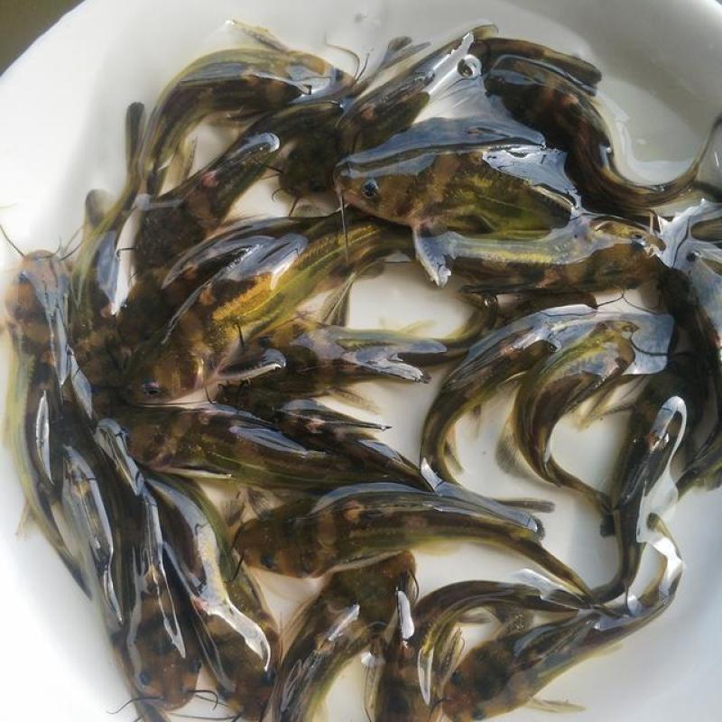 黄骨鱼苗黄颡鱼黄辣丁，黄骨鱼，规格齐全及各种鱼苗