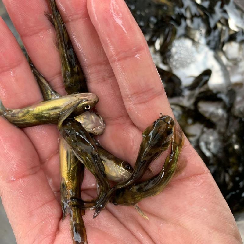 黄骨鱼苗黄颡鱼黄辣丁，黄骨鱼，规格齐全及各种鱼苗