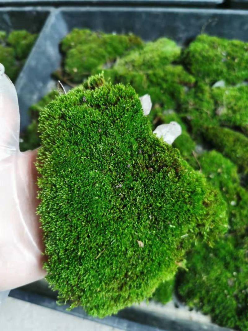 朵朵藓，微星星藓，白发藓，喜欢的联系我，合作共赢！