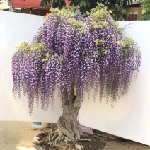 紫藤花小苗1/2/3/5公分价格爬藤攀援植物棚架绿化苗