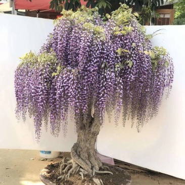紫藤花小苗1/2/3/5公分价格爬藤攀援植物棚架绿化苗