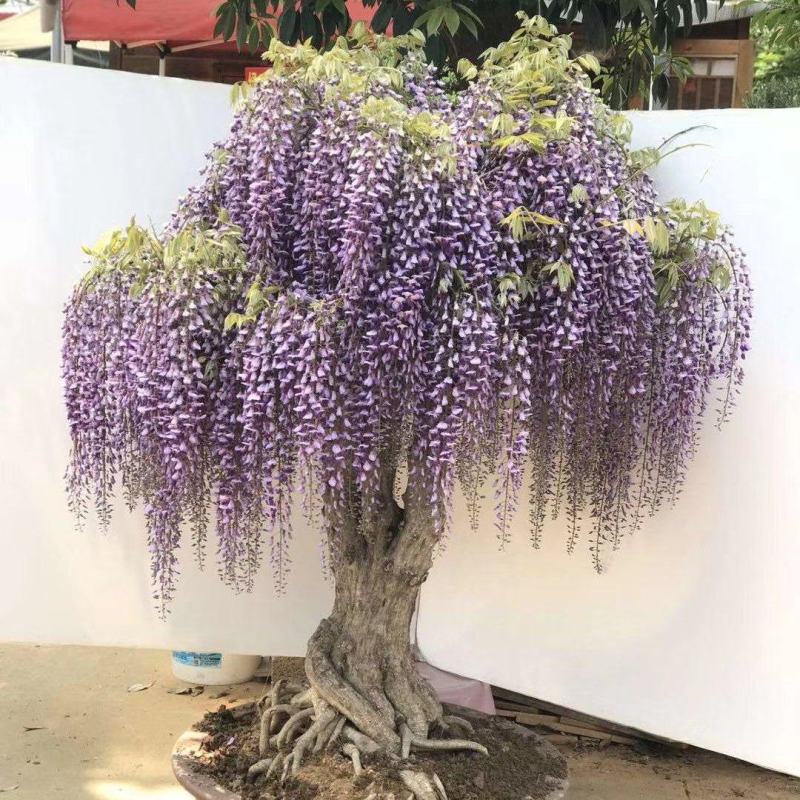 紫藤花小苗1/2/3/5公分价格爬藤攀援植物棚架绿化苗