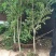 紫藤花小苗1/2/3/5公分价格爬藤攀援植物棚架绿化苗