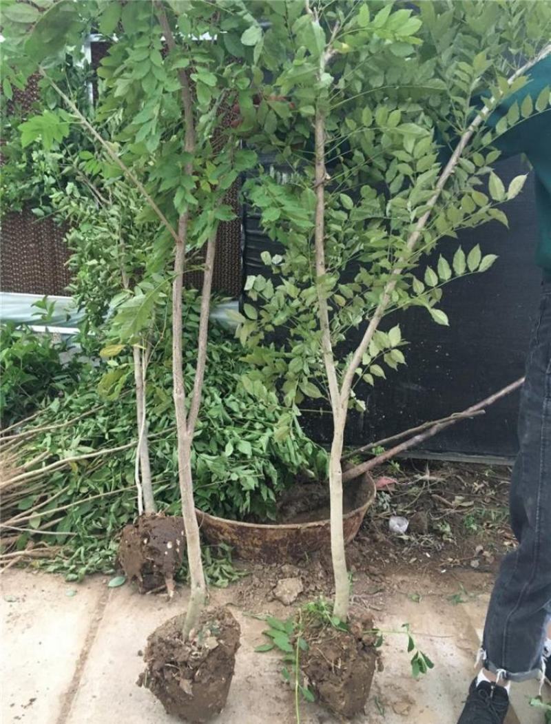 紫藤花小苗1/2/3/5公分价格爬藤攀援植物棚架绿化苗