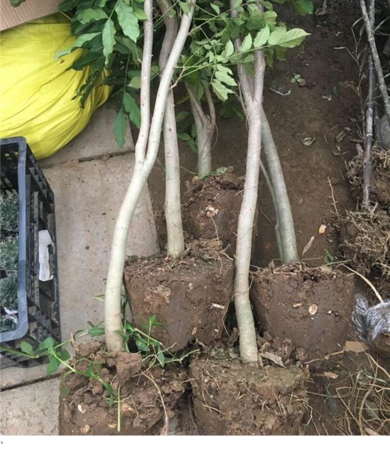 紫藤花小苗1/2/3/5公分价格爬藤攀援植物棚架绿化苗
