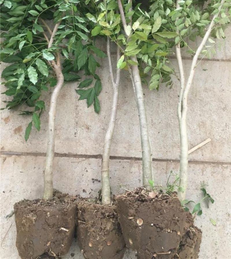 紫藤花小苗1/2/3/5公分价格爬藤攀援植物棚架绿化苗