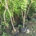 紫藤花小苗1/2/3/5公分价格爬藤攀援植物棚架绿化苗