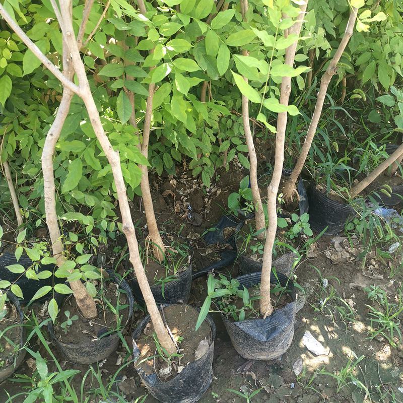 紫藤花小苗1/2/3/5公分价格爬藤攀援植物棚架绿化苗