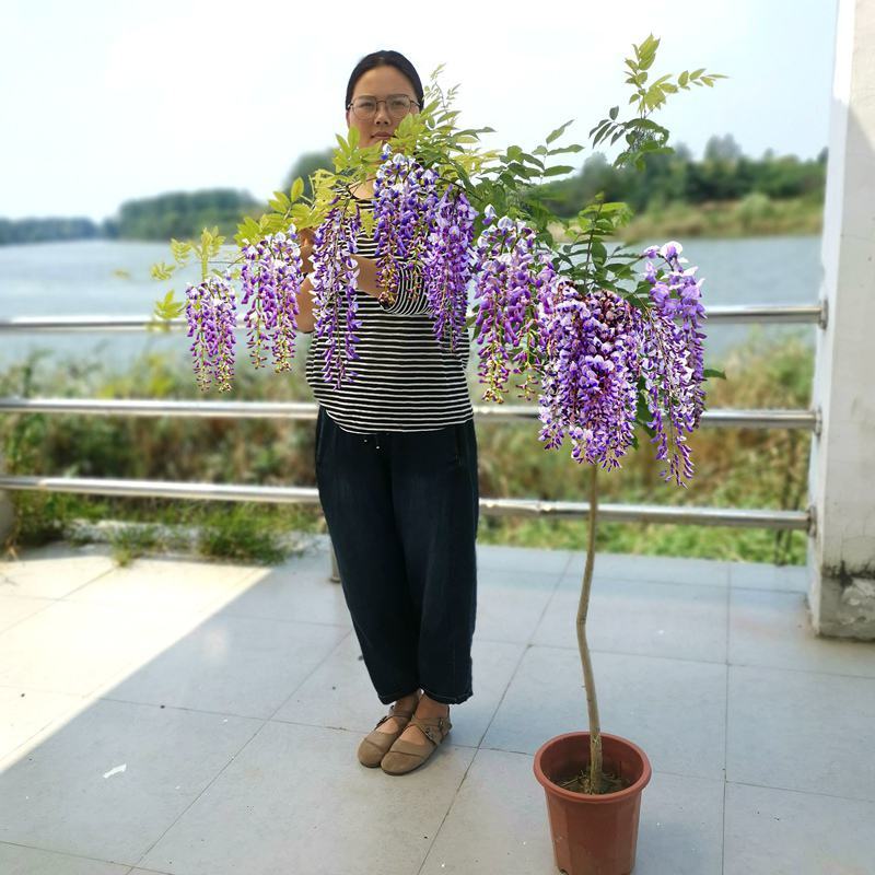 紫藤花小苗1/2/3/5公分价格爬藤攀援植物棚架绿化苗
