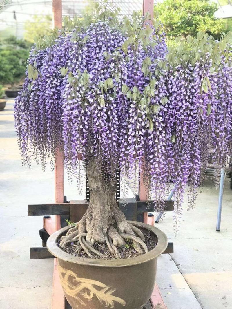 紫藤花小苗1/2/3/5公分价格爬藤攀援植物棚架绿化苗