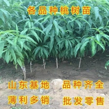 毛桃苗，一年二年都有，现挖现发的，