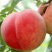 毛桃苗，一年二年都有，现挖现发的，