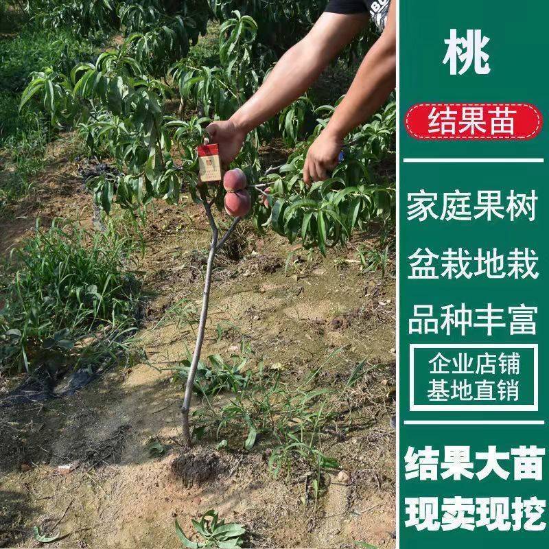 毛桃苗，一年二年都有，现挖现发的，