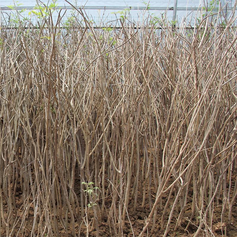 紫藤花小苗价格1/2/3/5公分价格爬藤攀援植物紫藤萝