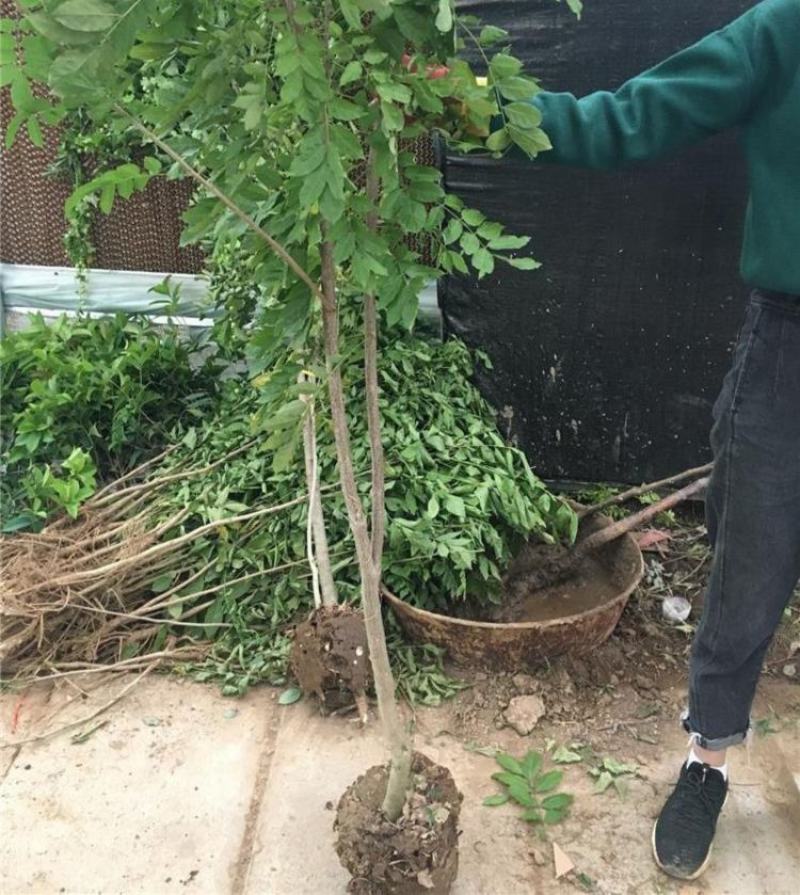 紫藤花小苗价格1/2/3/5公分价格爬藤攀援植物紫藤萝