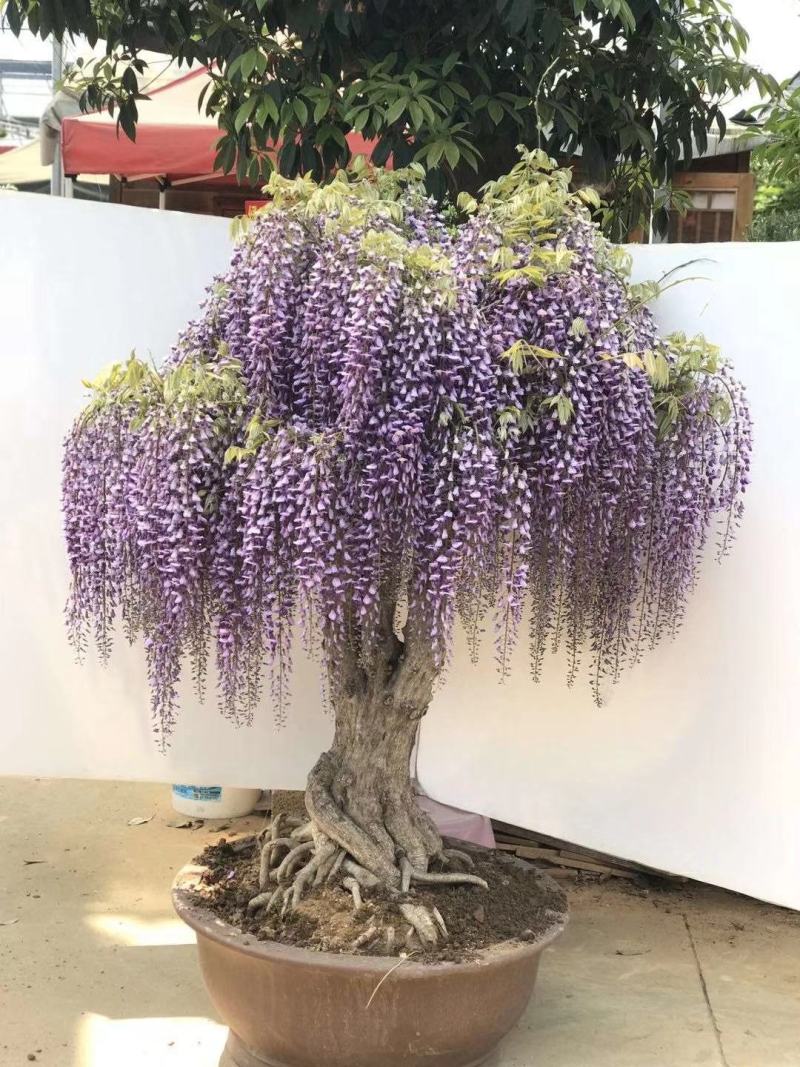 紫藤花小苗价格1/2/3/5公分价格爬藤攀援植物紫藤萝