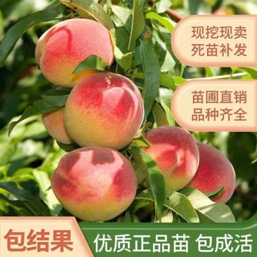 正宗嫁接桃树苗盆栽地载特大冬桃桃子早熟桃水蜜桃苗当年结果