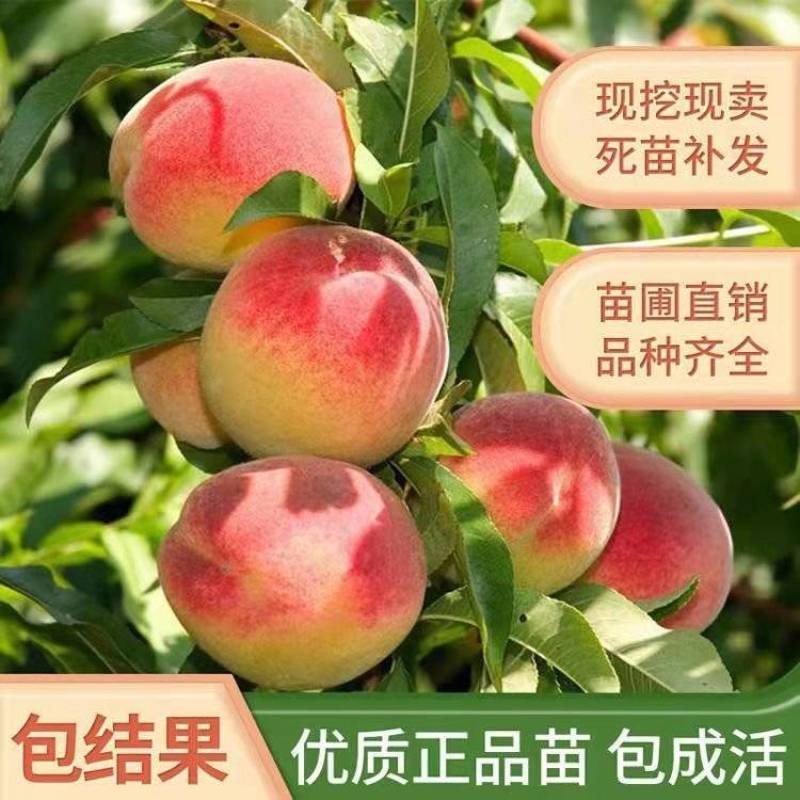 正宗嫁接桃树苗盆栽地载特大冬桃桃子早熟桃水蜜桃苗当年结果