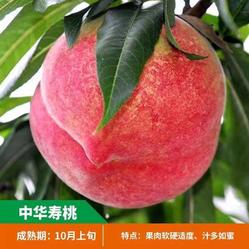 正宗嫁接桃树苗盆栽地载特大冬桃桃子早熟桃水蜜桃苗当年结果