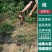 正宗嫁接桃树苗盆栽地载特大冬桃桃子早熟桃水蜜桃苗当年结果
