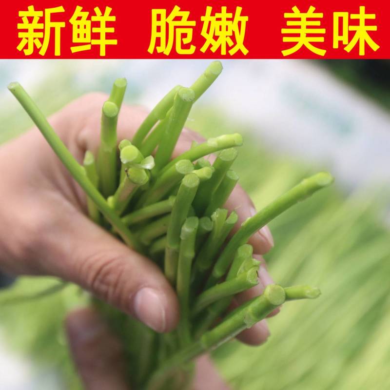 芦蒿