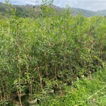复绿台湾相思树苗低价出售布袋高度1-3米