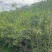 复绿台湾相思树苗低价出售布袋高度1-3米