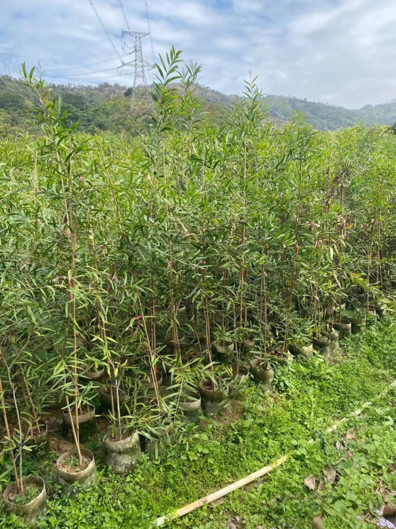 复绿台湾相思树苗低价出售布袋高度1-3米