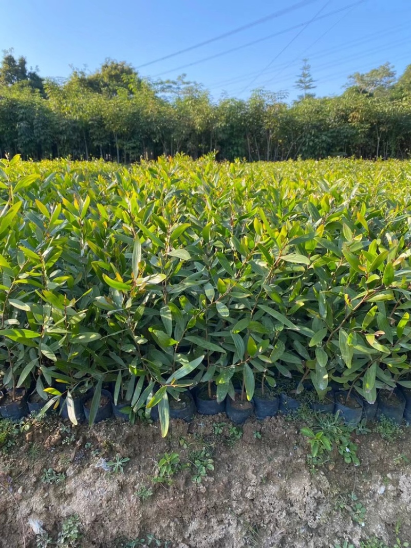复绿台湾相思树苗低价出售布袋高度1-3米