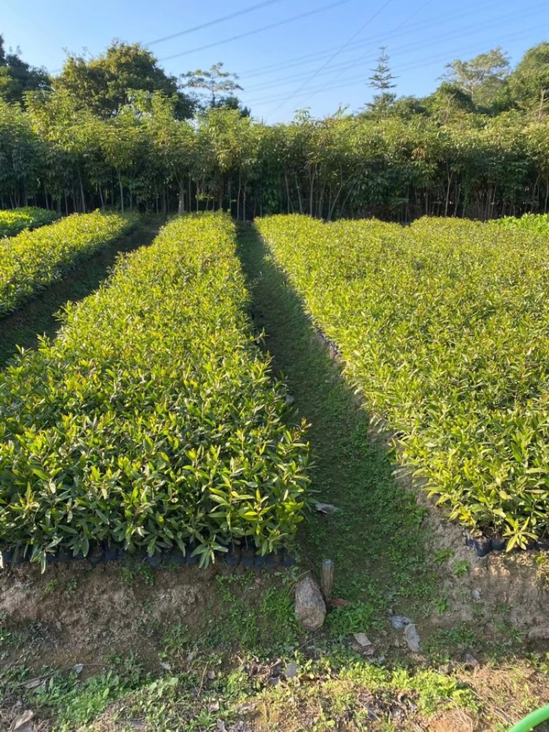 复绿台湾相思树苗低价出售布袋高度1-3米