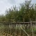 黄花风铃木