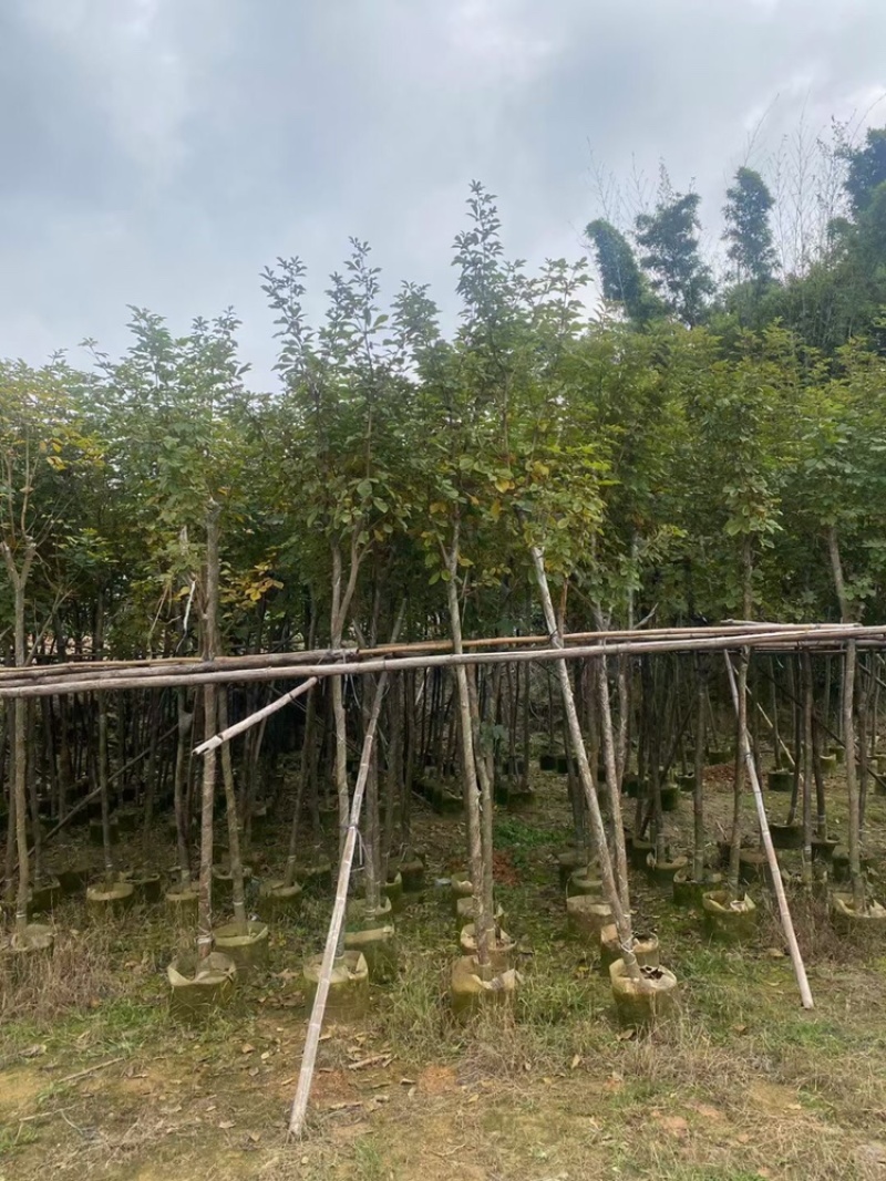 黄花风铃木