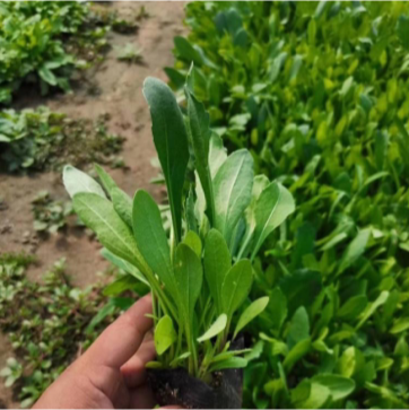 天人菊基地，大量供应优质天人菊苗100万株
