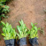 天人菊基地，大量供应优质天人菊苗100万株