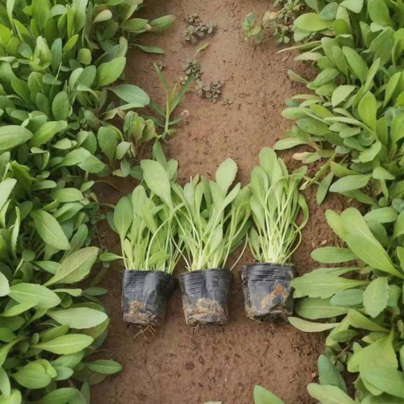 天人菊基地，大量供应优质天人菊苗100万株