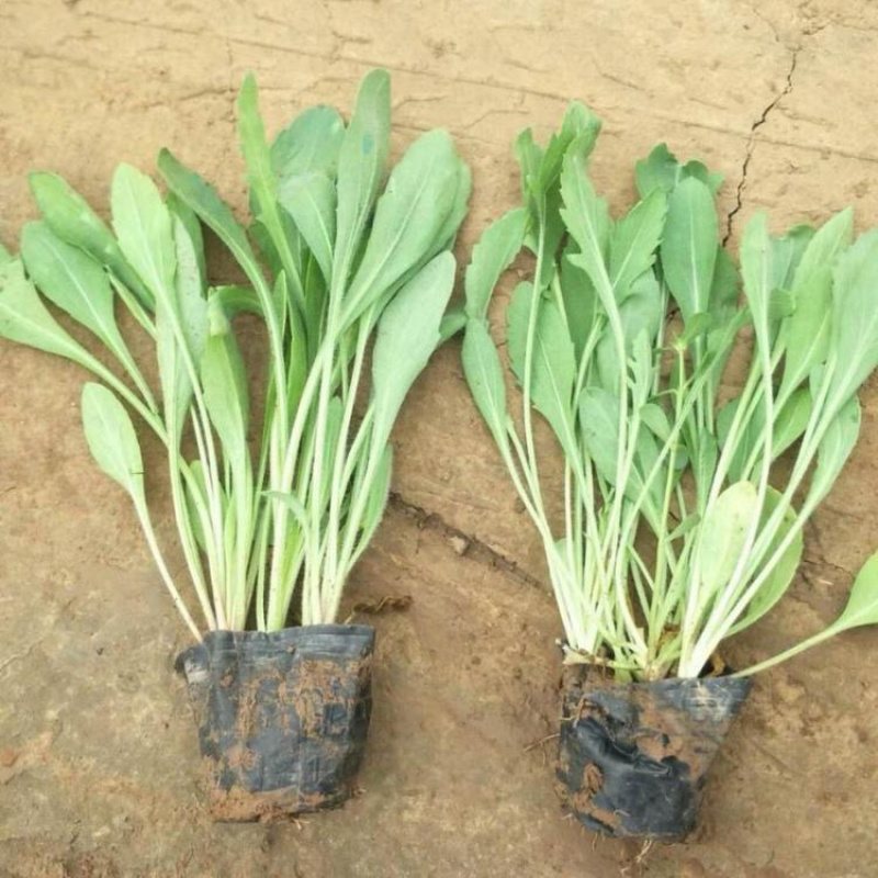 天人菊基地，大量供应优质天人菊苗100万株