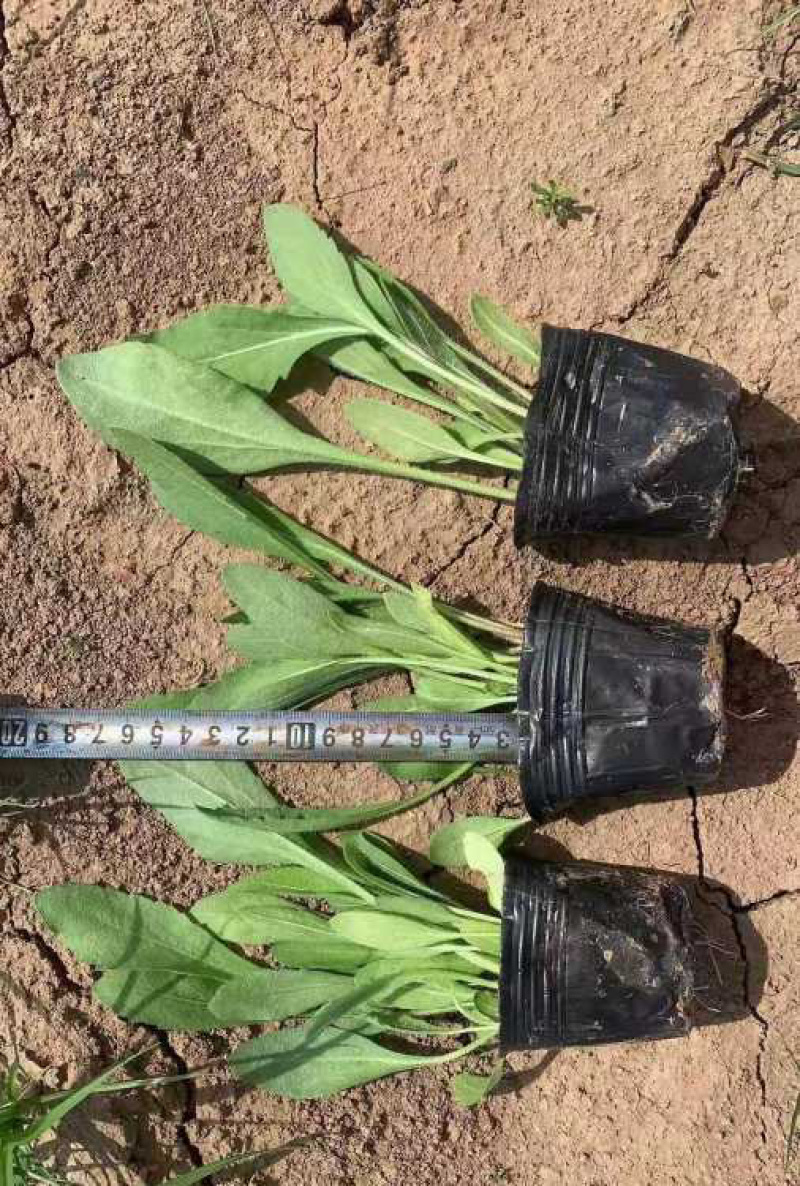 天人菊基地，大量供应优质天人菊苗100万株