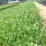 天人菊基地，大量供应优质天人菊苗100万株
