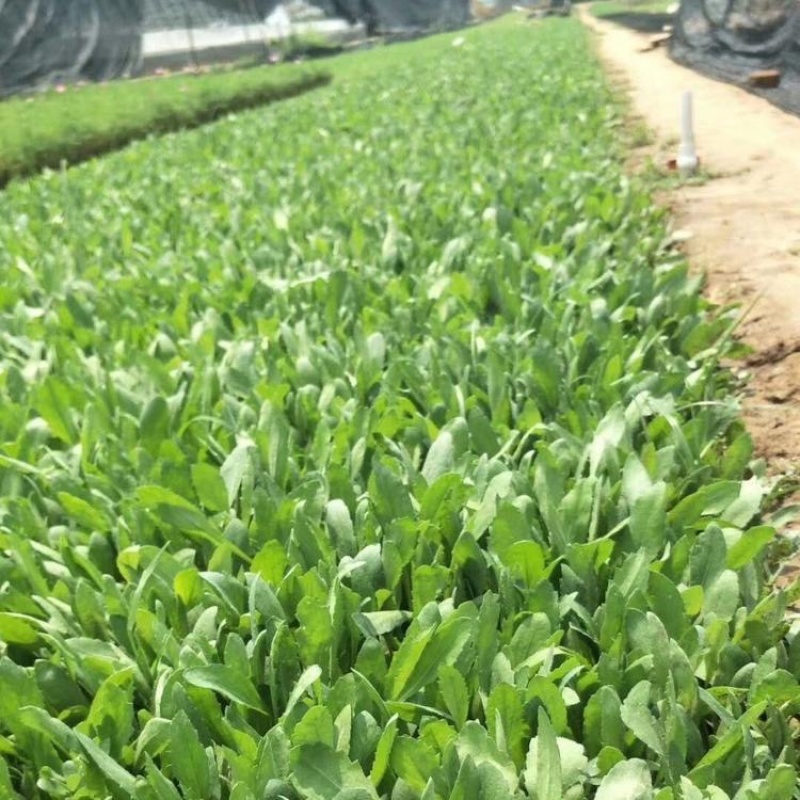 天人菊基地，大量供应优质天人菊苗100万株
